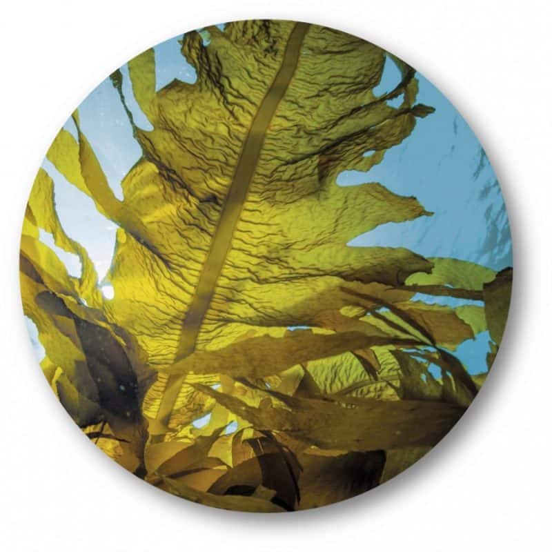 Brown Algae Extract