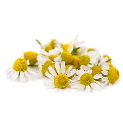 Chamomile 1