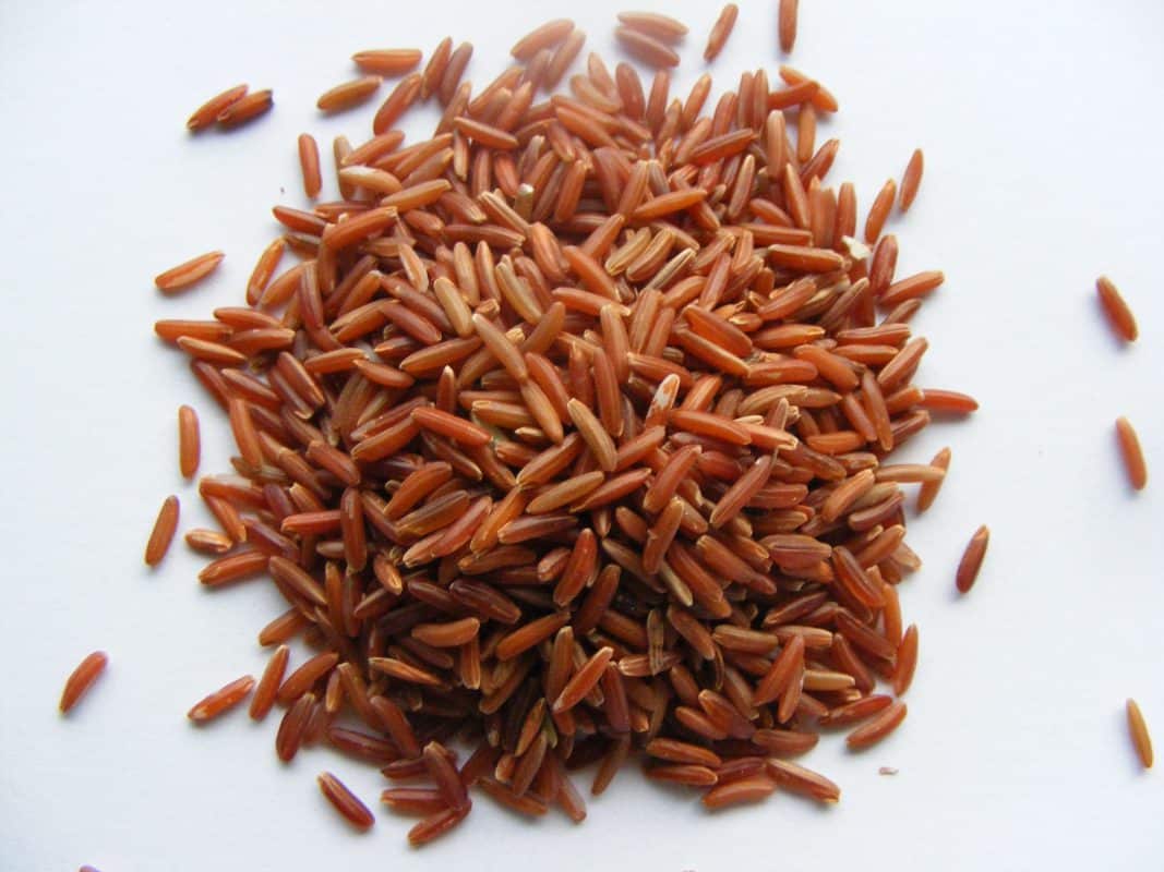 Oryza sativa L.