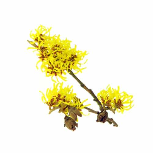 Witch Hazel