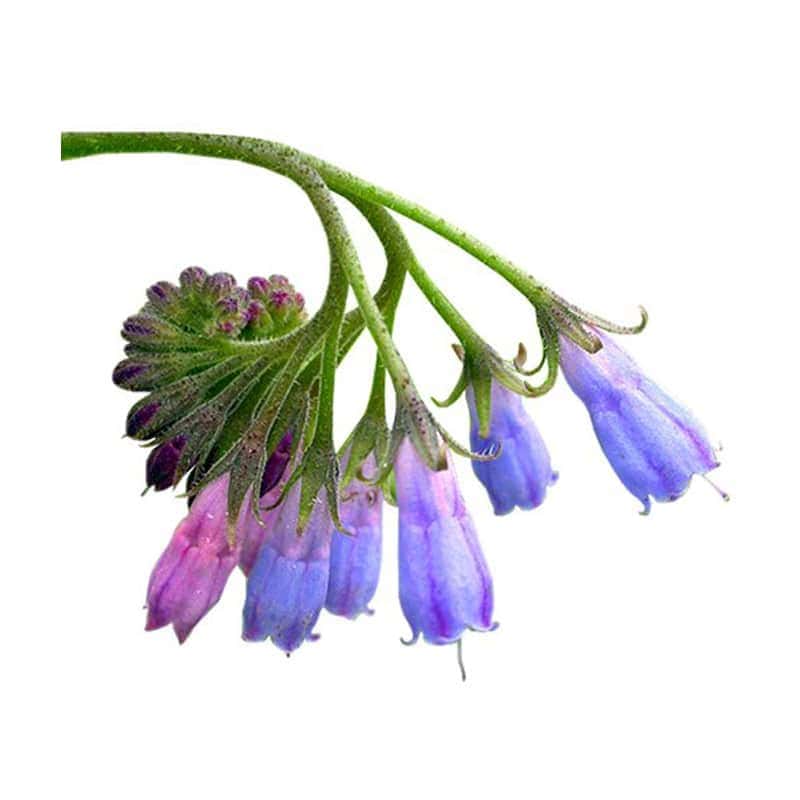 allatoin 1