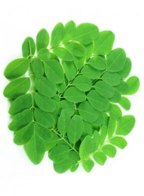น้ำมันมะรุม moringa oil